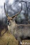 Waterbuck (Kobus ellipsiprymnus)