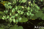 common buckbean (Menyanthes trifoliata)