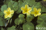 Watergentiaan (Nymphoides peltata)