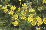 Marsh Ragwort (Senecio aquaticus)