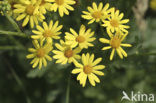 Marsh Ragwort (Senecio aquaticus)