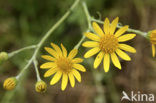 Marsh Ragwort (Senecio aquaticus)