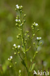 Waterpunge (Samolus valerandi)