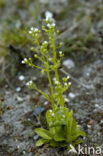 Waterpunge (Samolus valerandi)