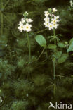 Waterviolet (Hottonia palustris)
