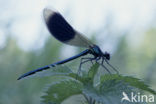 Banded Demoiselle (Calopteryx splendens)