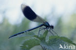 Weidebeekjuffer (Calopteryx splendens)