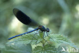 Banded Demoiselle (Calopteryx splendens)