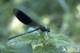 Weidebeekjuffer (Calopteryx splendens)