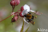 Weidehommel (Bombus pratorum)