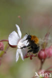 Weidehommel (Bombus pratorum)