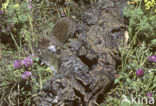 Weasel (Mustela nivalis)