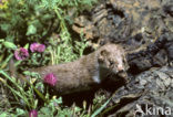 Weasel (Mustela nivalis)