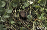 Weasel (Mustela nivalis)