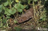 Weasel (Mustela nivalis)