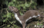 Weasel (Mustela nivalis)