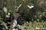 Weasel (Mustela nivalis)