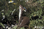 Weasel (Mustela nivalis)