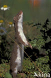 Weasel (Mustela nivalis)