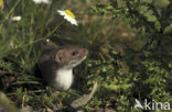 Weasel (Mustela nivalis)