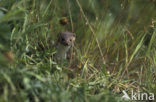 Weasel (Mustela nivalis)