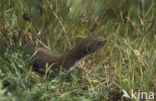 Weasel (Mustela nivalis)