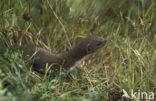 Wezel (Mustela nivalis) 