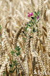 Vetch (Vicia)