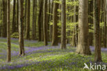 Bluebell (Scilla non-scripta)