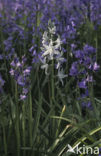 Bluebell (Scilla non-scripta)