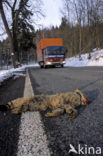 Wildcat (Felis silvestris)