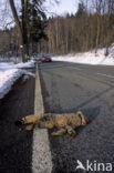 Wildcat (Felis silvestris)