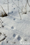 Wildcat (Felis silvestris)