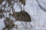 Wildcat (Felis silvestris)