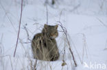 Wilde kat (Felis silvestris) 