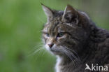 Wilde kat (Felis silvestris) 