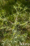 Wilde kruisdistel (Eryngium campestre)