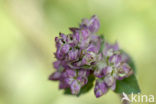Wild Marjoram (Origanum vulgare)