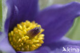 Pasqueflower (Pulsatilla vulgaris)