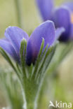 Pasqueflower (Pulsatilla vulgaris)