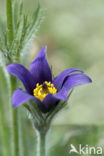 Pasqueflower (Pulsatilla vulgaris)