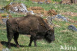 Wisent (Bison bonasus) 