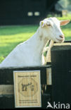 Witte Nederlandse geit (Capra domesticus)