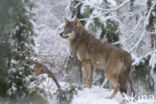 Grey Wolf (Canis lupus)