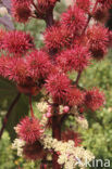 Wonderboom (Ricinus communis)