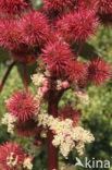 Wonderboom (Ricinus communis)