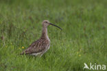 Eurasian Curlew (Numenius arquata) 