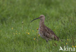 Eurasian Curlew (Numenius arquata) 