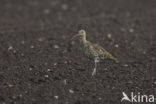 Eurasian Curlew (Numenius arquata) 