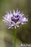 Sheep’s-bit (Jasione montana)